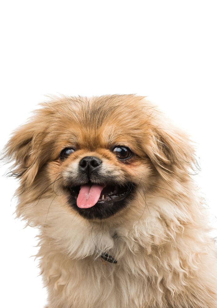 Read more about the article Pekingese