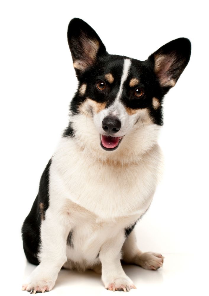 You are currently viewing Pembroke Welsh Corgi