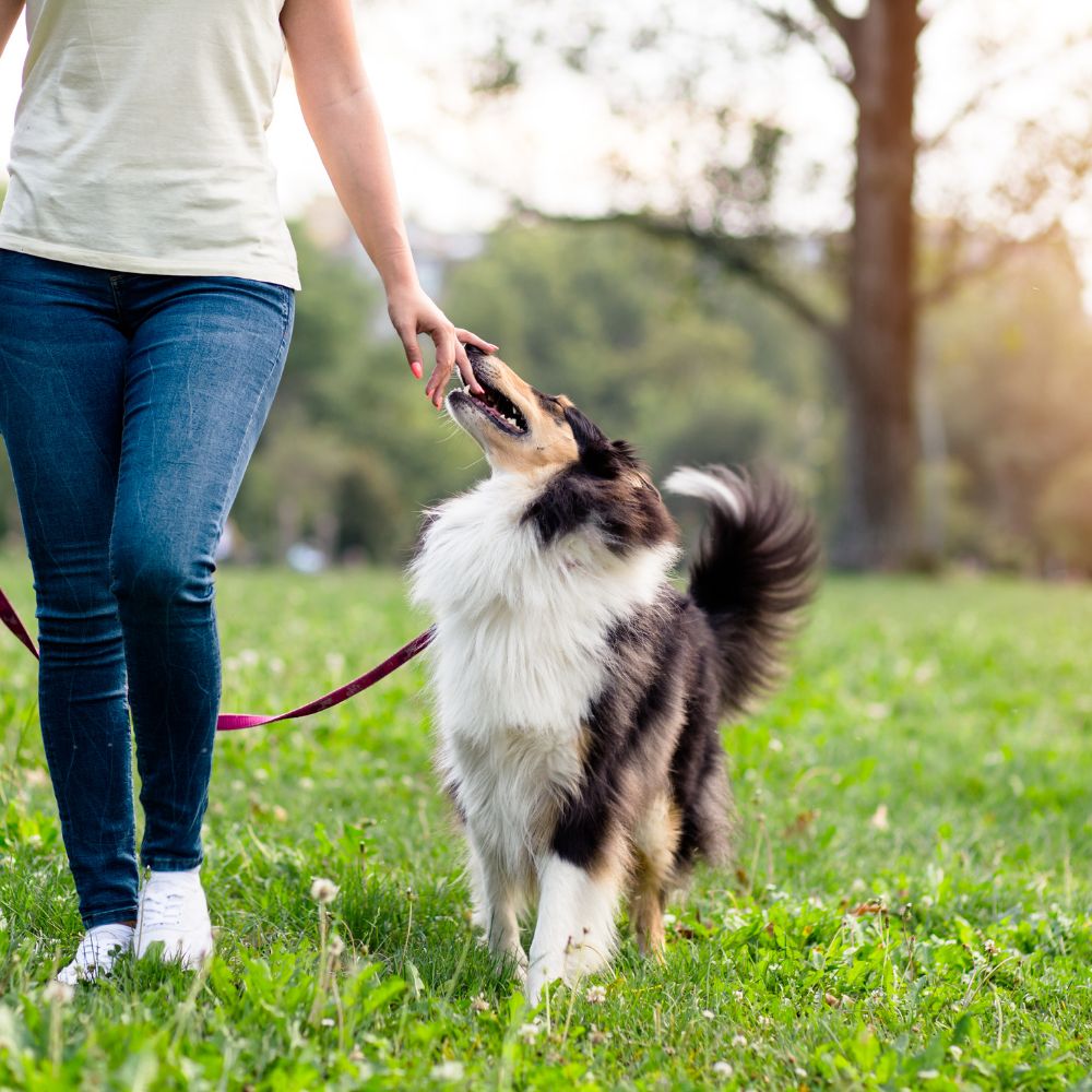 You are currently viewing Advanced Training Techniques for Dogs