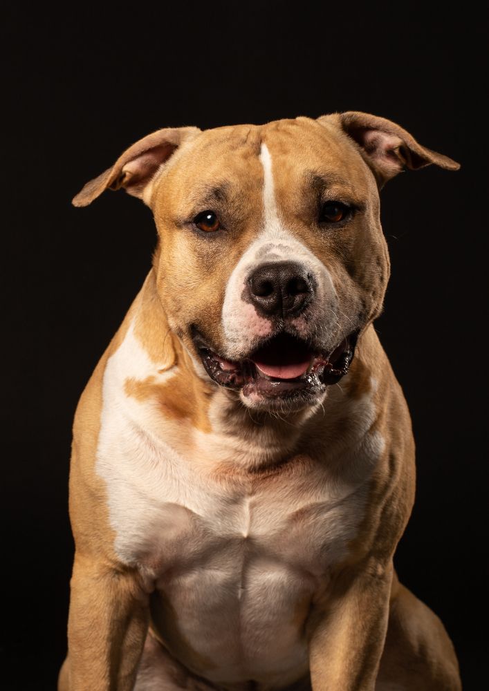 Read more about the article American Pit Bull Terrier