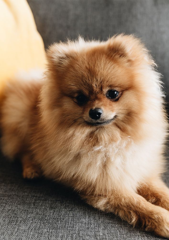 Read more about the article Pomeranian