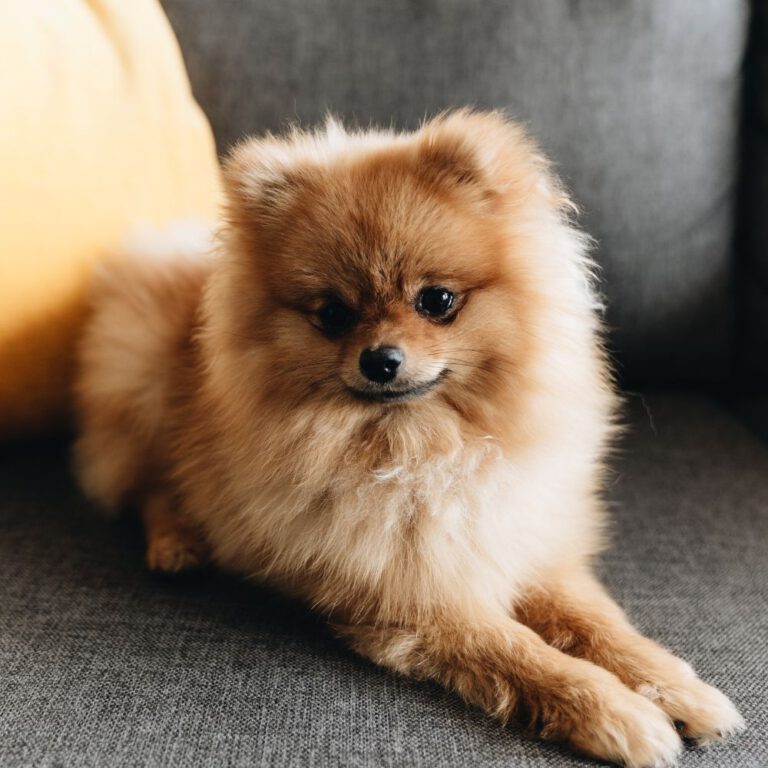 Read more about the article Popular Small-Sized Dog Breeds