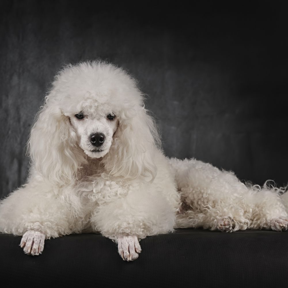 You are currently viewing Top 10 Hypoallergenic Dog Breeds