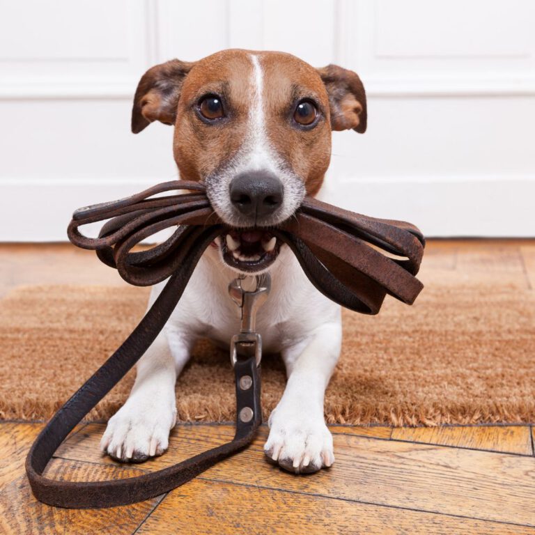 Read more about the article Dog Training for Beginners: A Comprehensive Guide