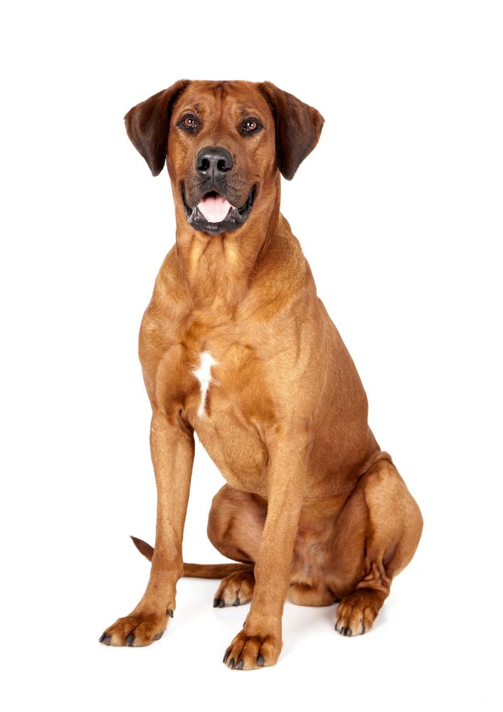 Read more about the article Rhodesian Ridgeback