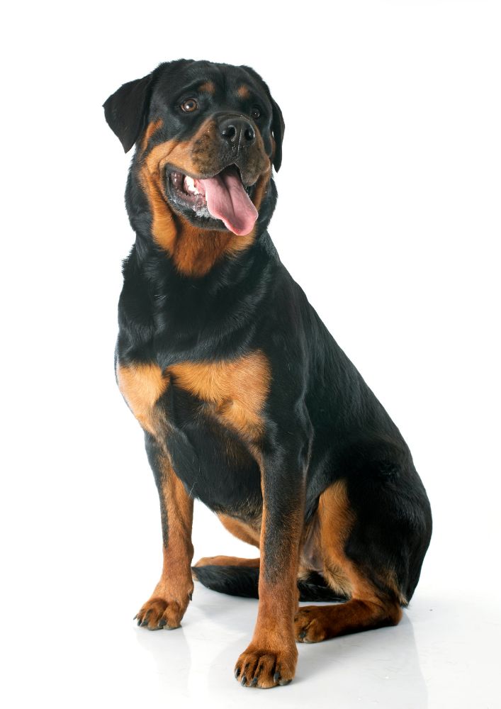 You are currently viewing Rottweiler