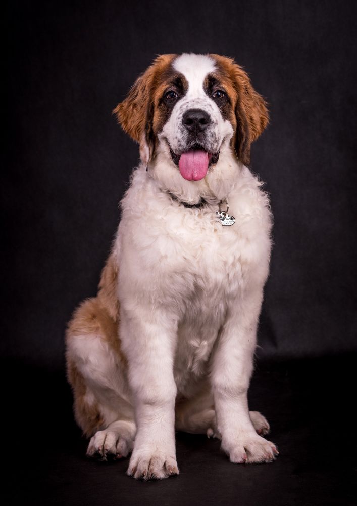 Read more about the article Saint Bernard