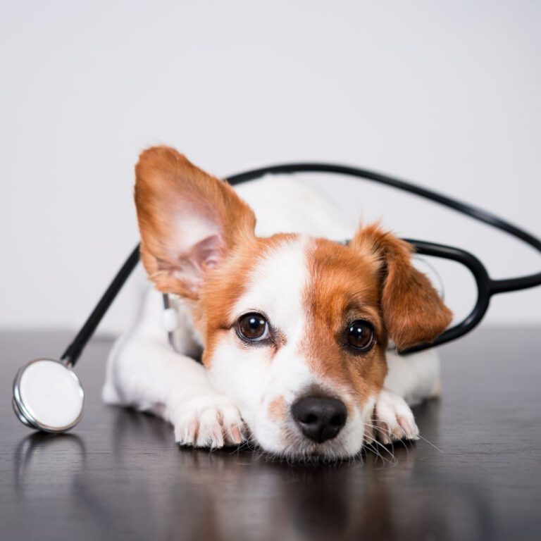 Read more about the article First Visit to the Vet with Your Dog