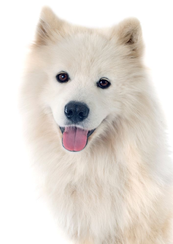 Read more about the article Samoyed