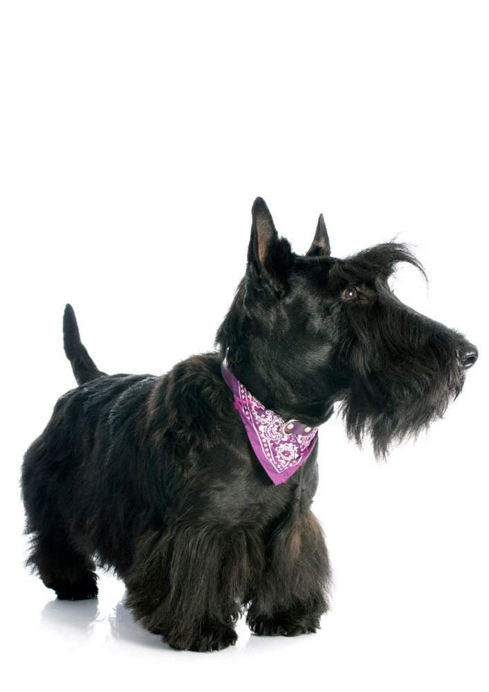 Read more about the article Scottish Terrier