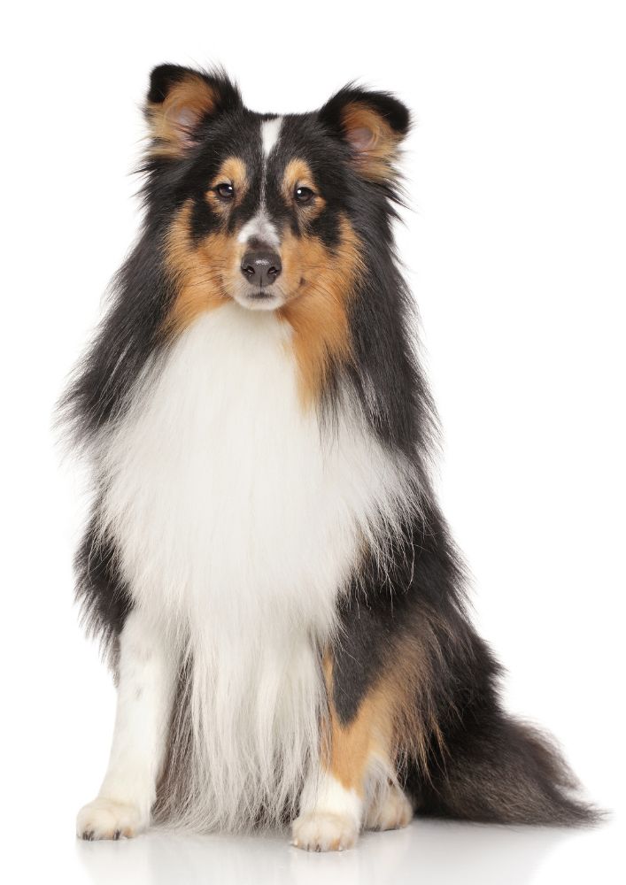 You are currently viewing Shetland Sheepdog