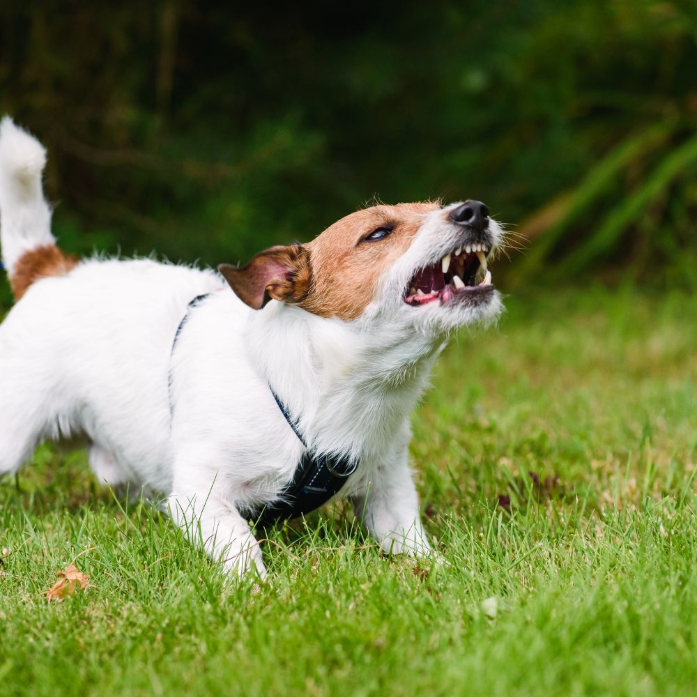 You are currently viewing Handling Common Behavioral Issues in Dogs