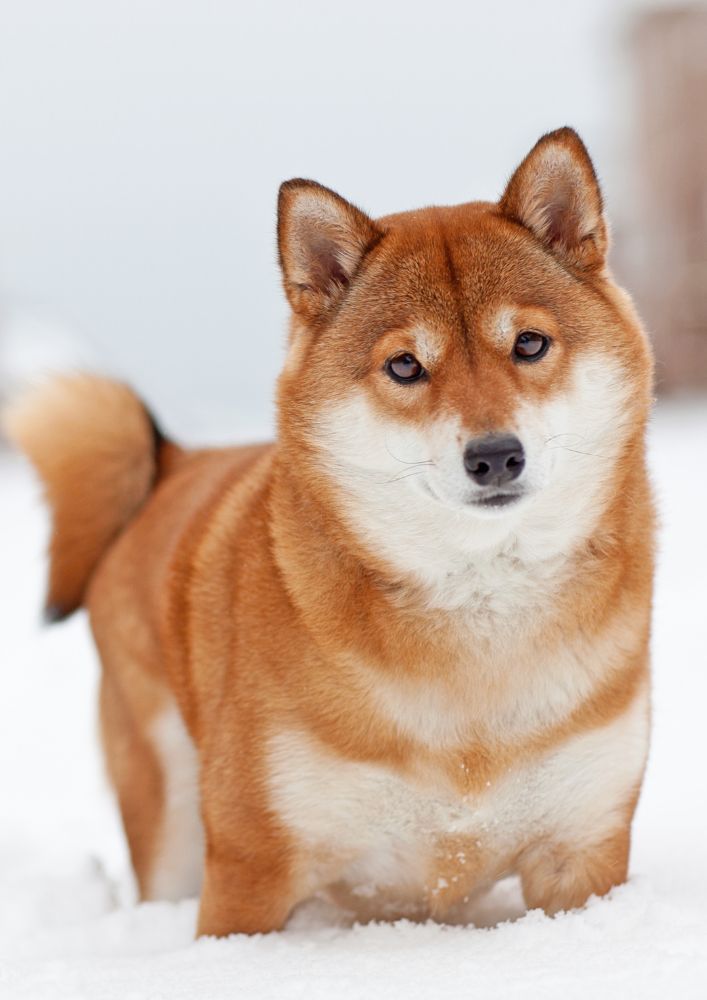 You are currently viewing Shiba Inu