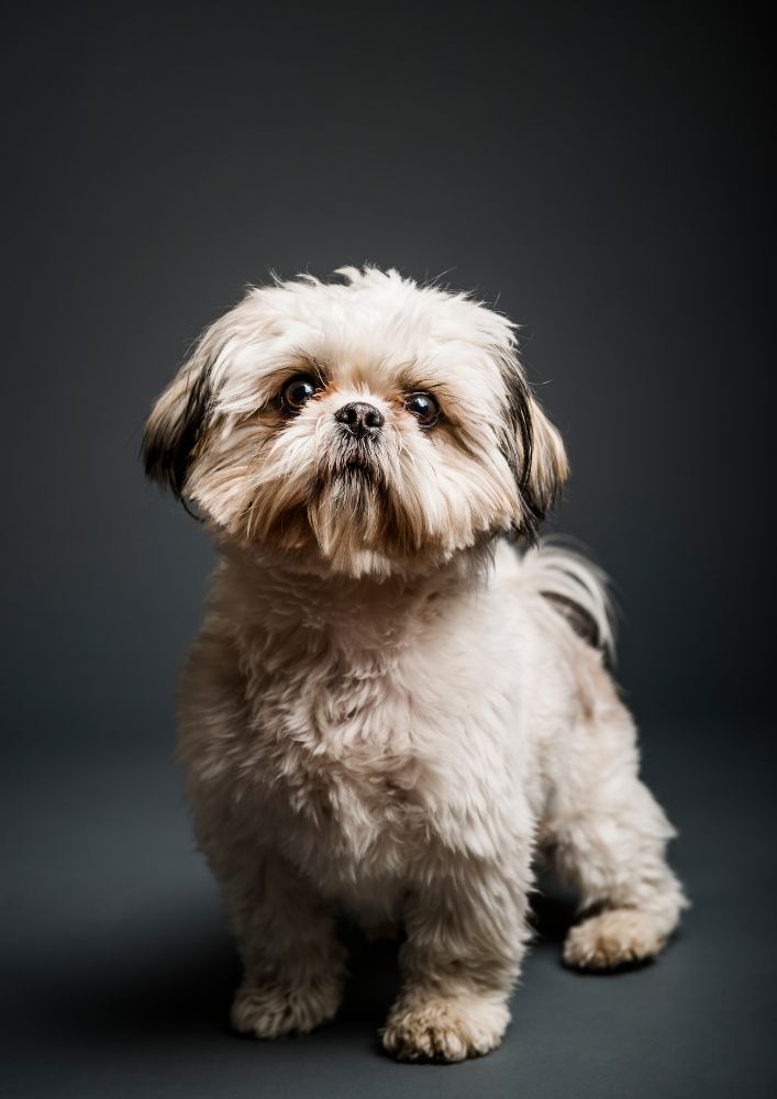 You are currently viewing Shih Tzu