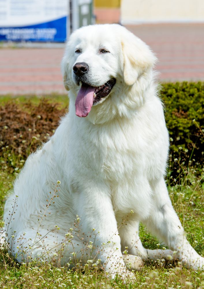 Read more about the article Kuvasz