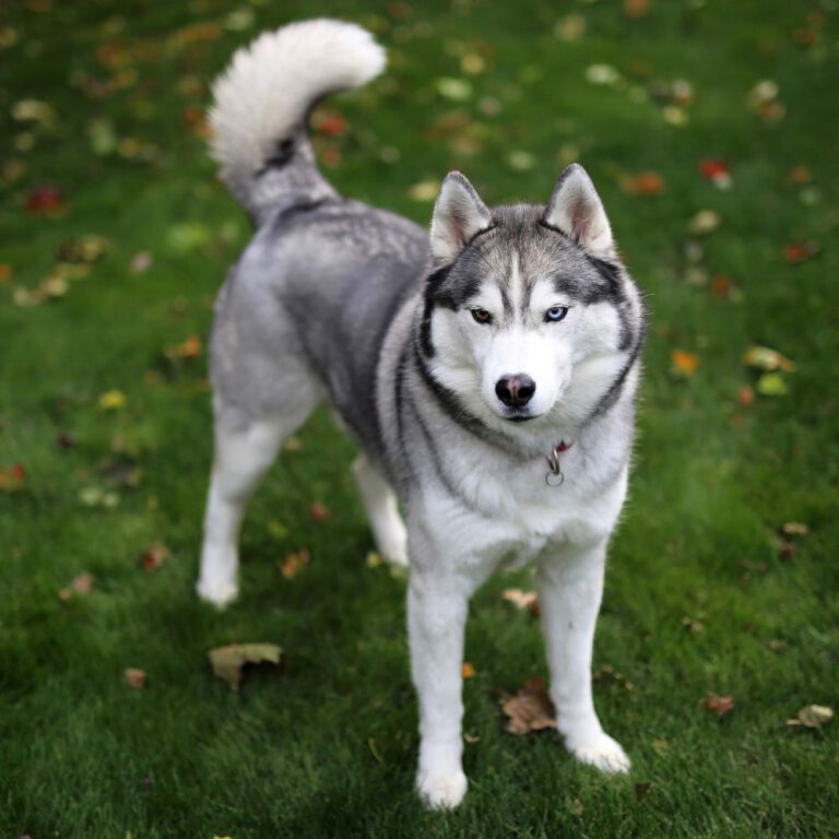 Read more about the article Popular Medium-Sized Dog Breeds