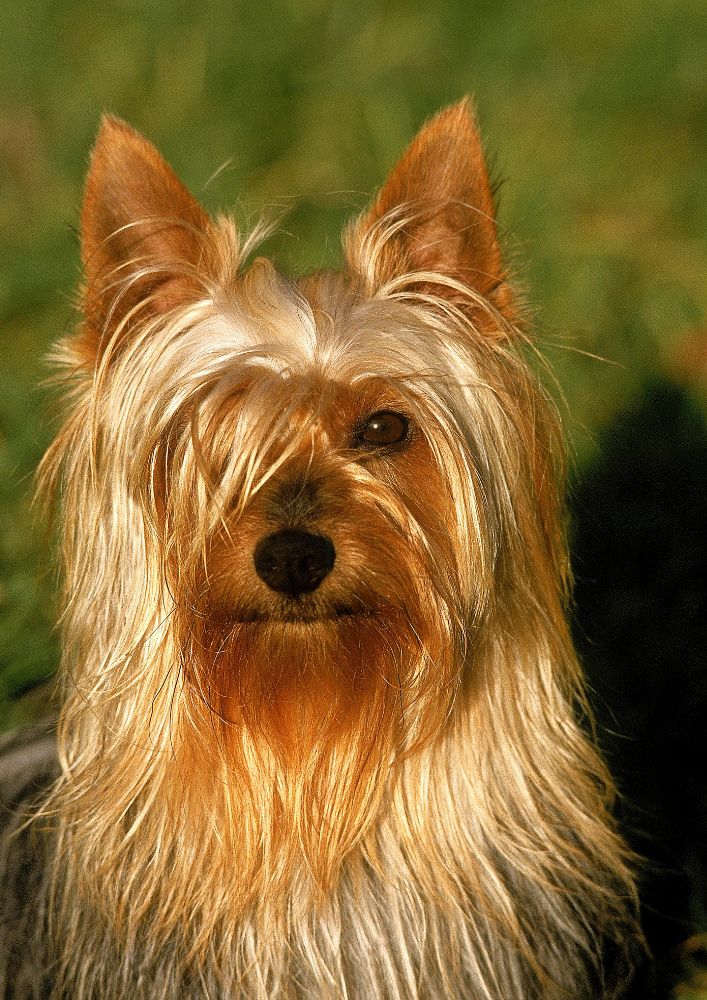 Read more about the article Silky Terrier