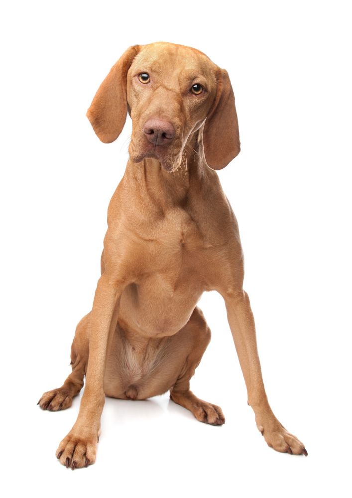 Read more about the article Vizsla