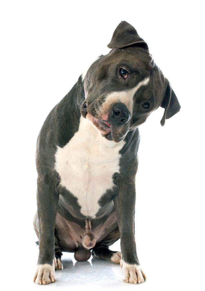 Read more about the article American Staffordshire Terrier