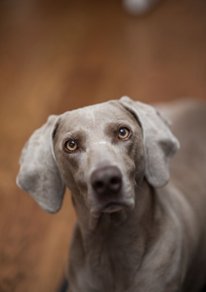 Read more about the article Weimaraner