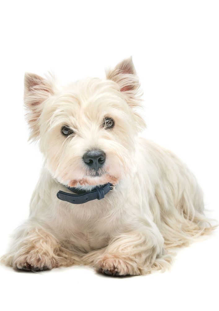 Read more about the article West Highland White Terrier (Westie)