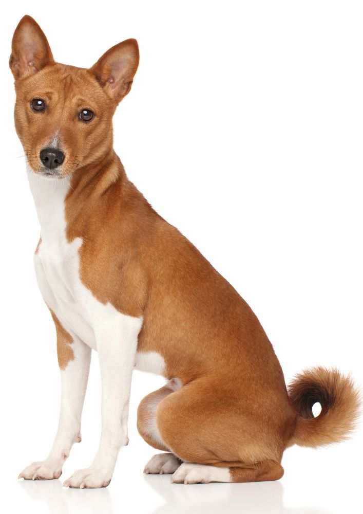 Read more about the article Basenji