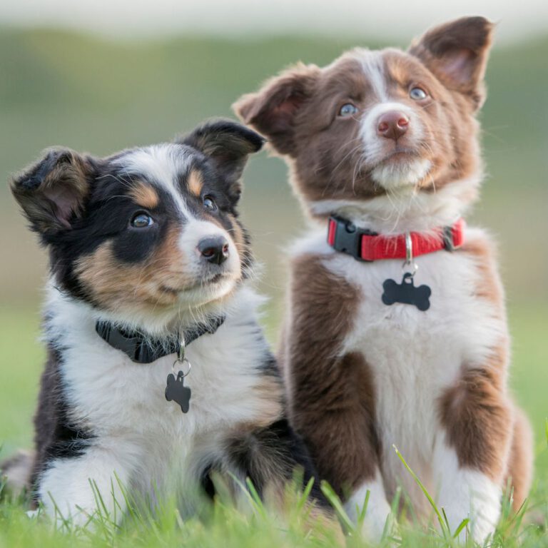 Read more about the article What You Need to Know Before Buying Your First Dog