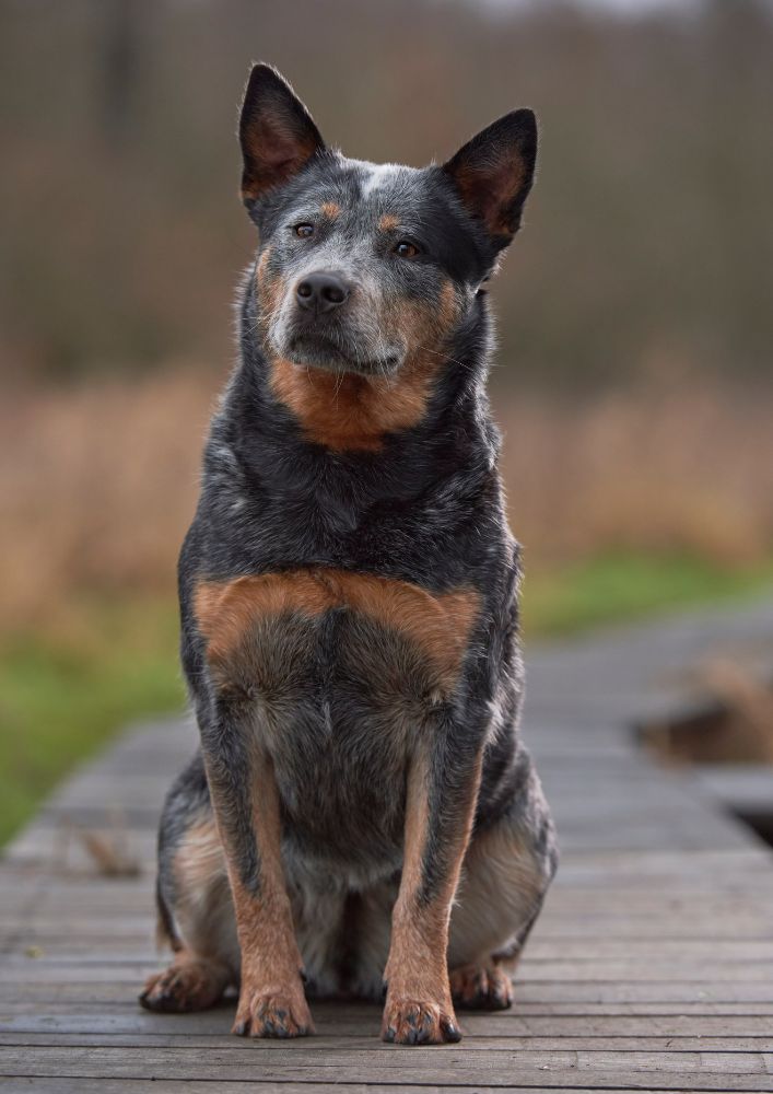 Read more about the article Australian Cattle Dog