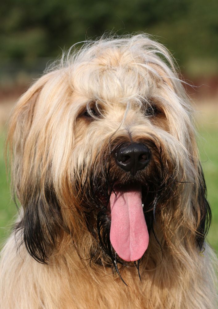 Read more about the article Briard