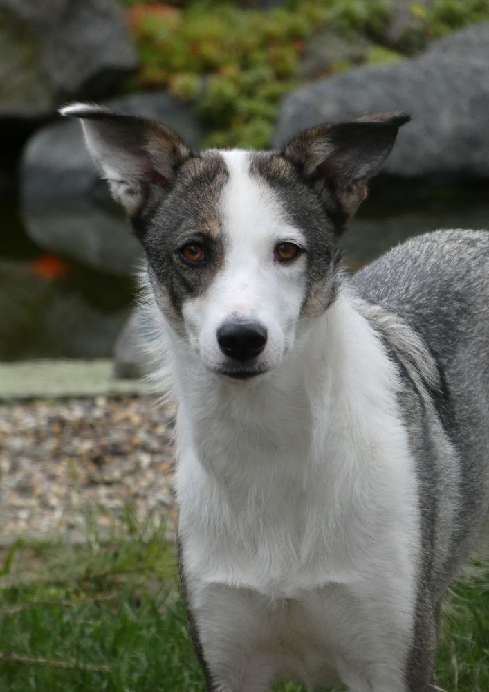 Read more about the article Canaan Dog