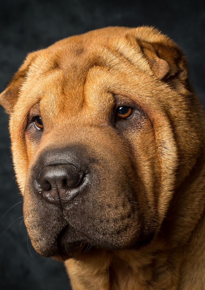 Read more about the article Chinese Shar-Pei