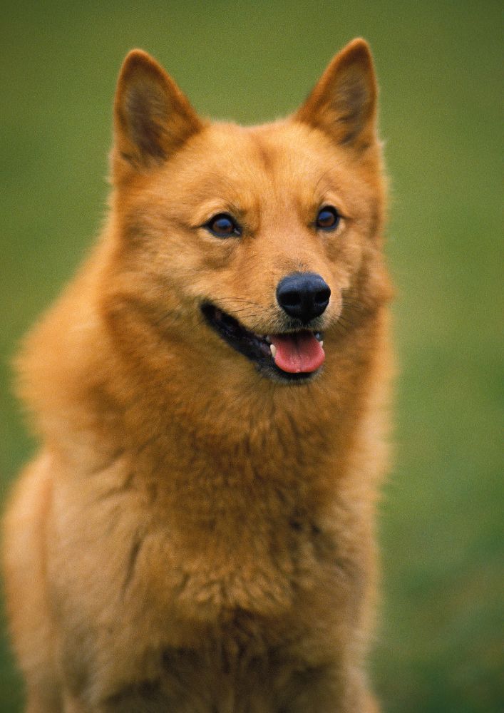 Read more about the article Finnish Spitz