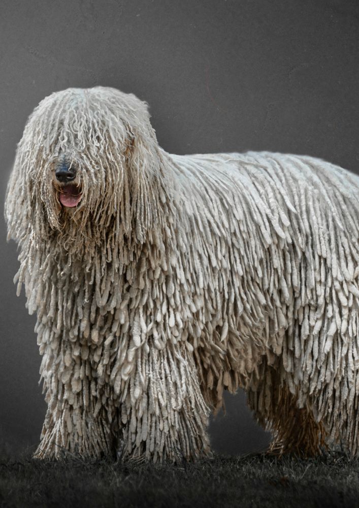 Read more about the article Komondor