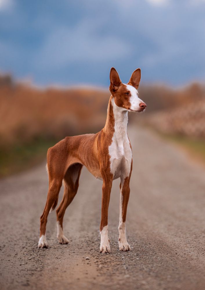 Read more about the article Ibizan Hound