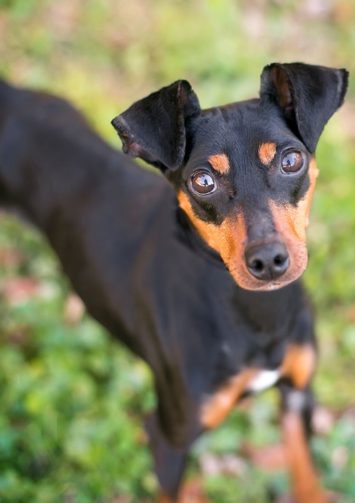 You are currently viewing Manchester Terrier