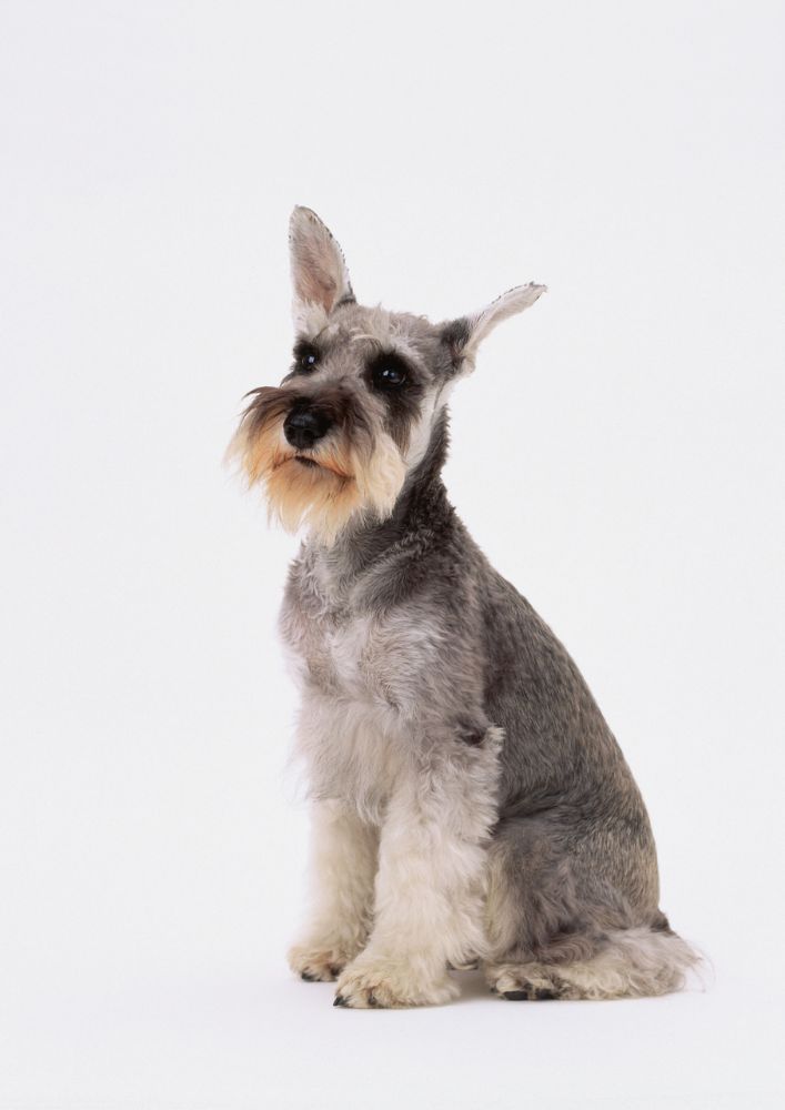 You are currently viewing Miniature Schnauzer