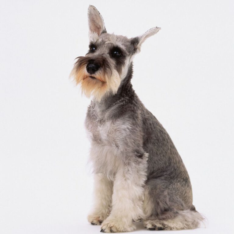 Read more about the article The Best Dog Breeds for Seniors