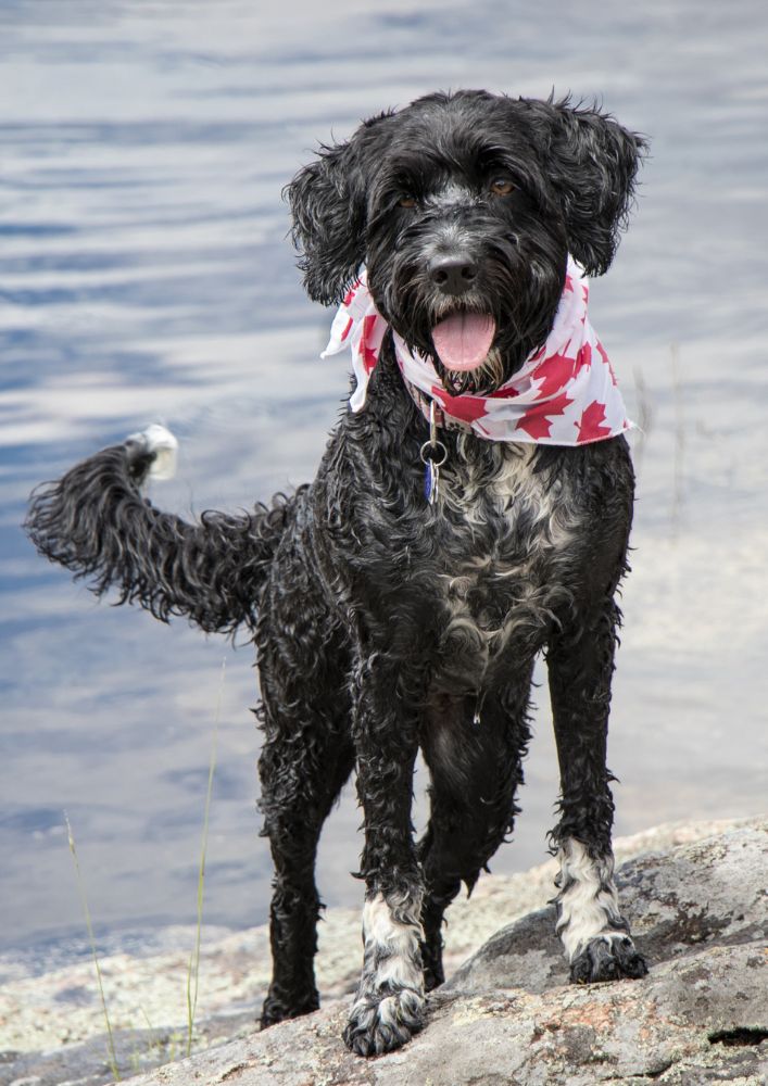 Read more about the article Portuguese Water Dog