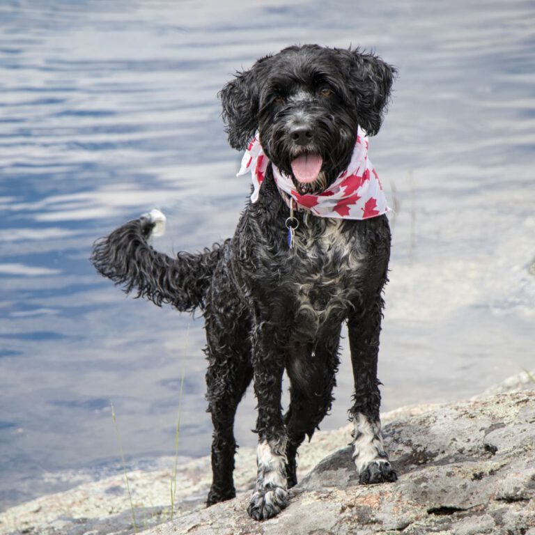 Read more about the article Top 10 Water-Loving Dog Breeds