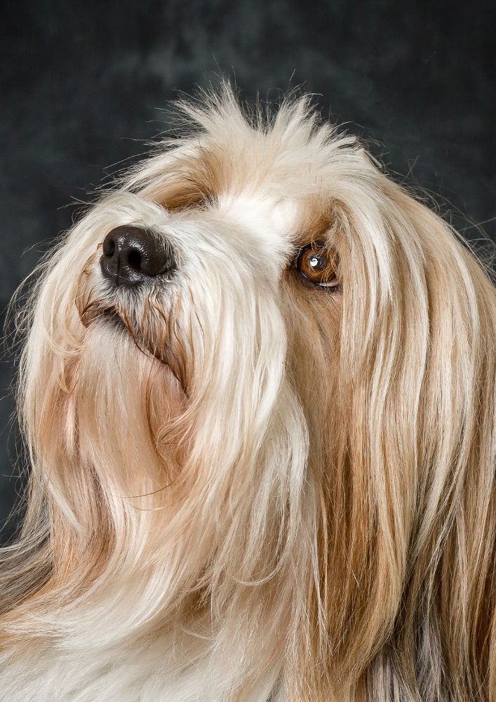 Read more about the article Tibetan Terrier