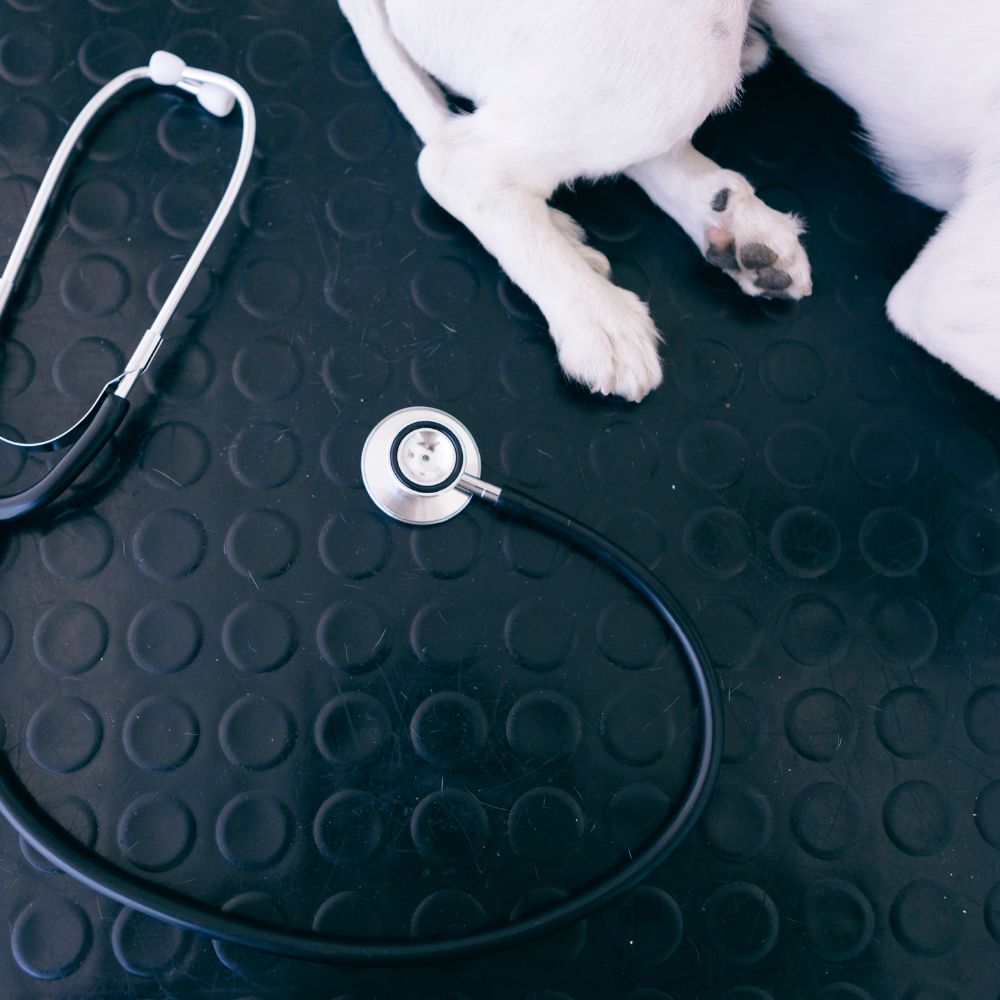 You are currently viewing Common Health Problems in Dogs and How to Prevent Them