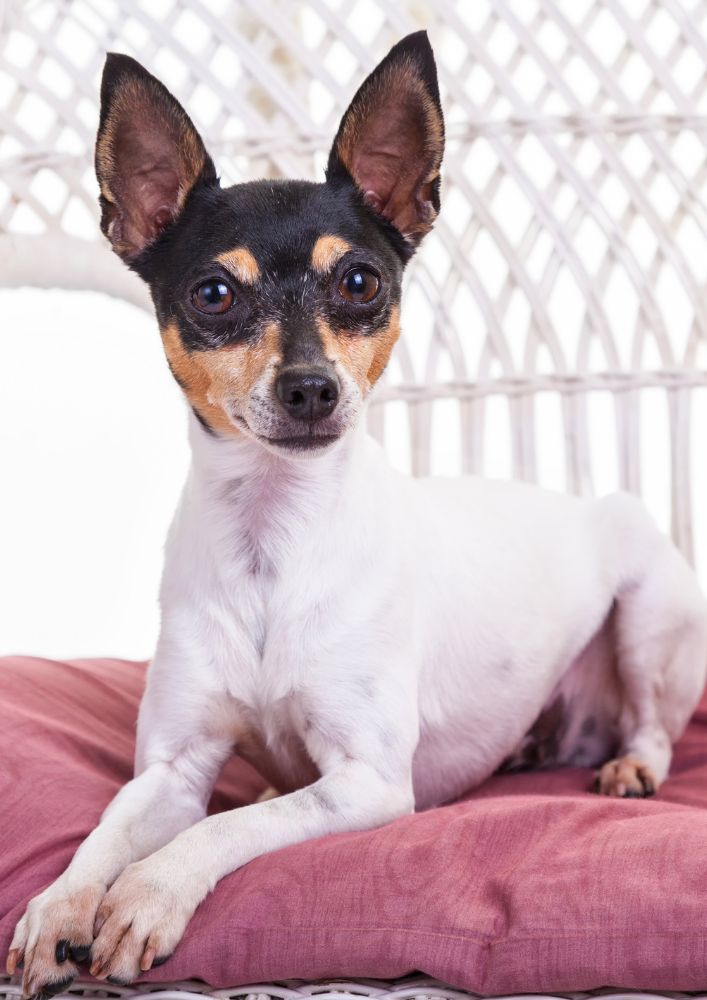 Read more about the article Toy Fox Terrier