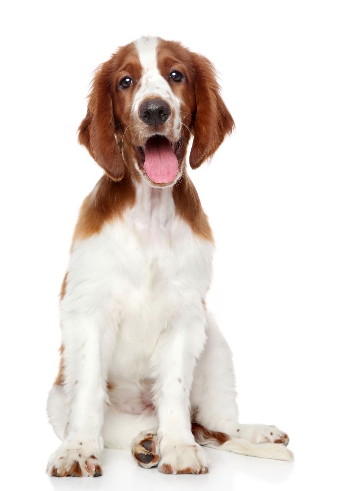 Read more about the article Welsh Springer Spaniel