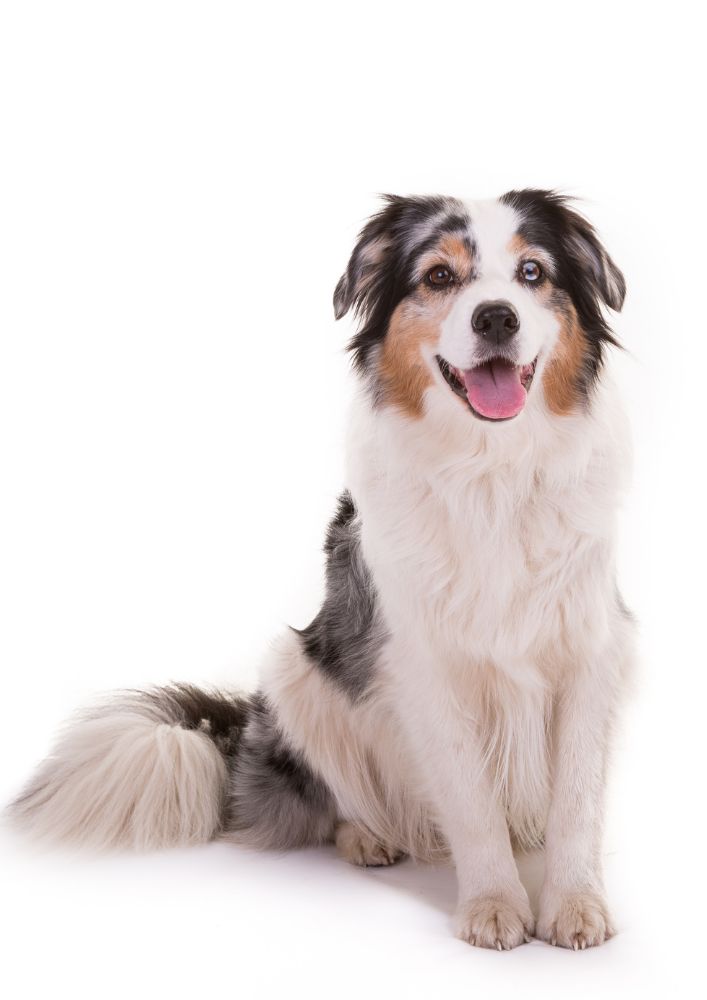 Read more about the article Australian Shepherd