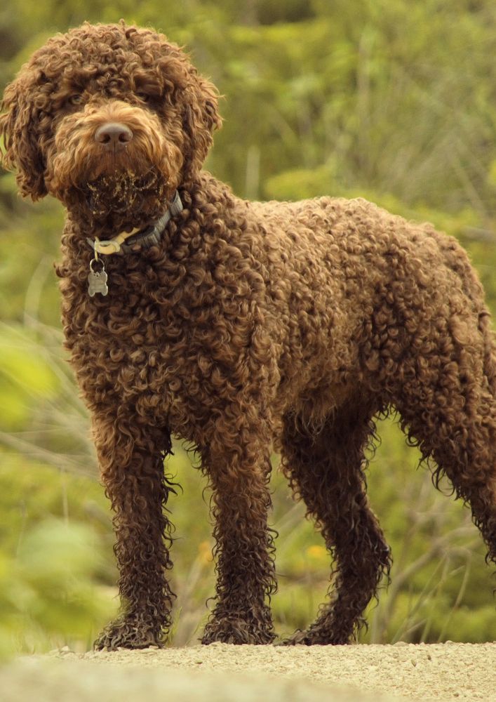 Read more about the article Lagotto Romagnolo