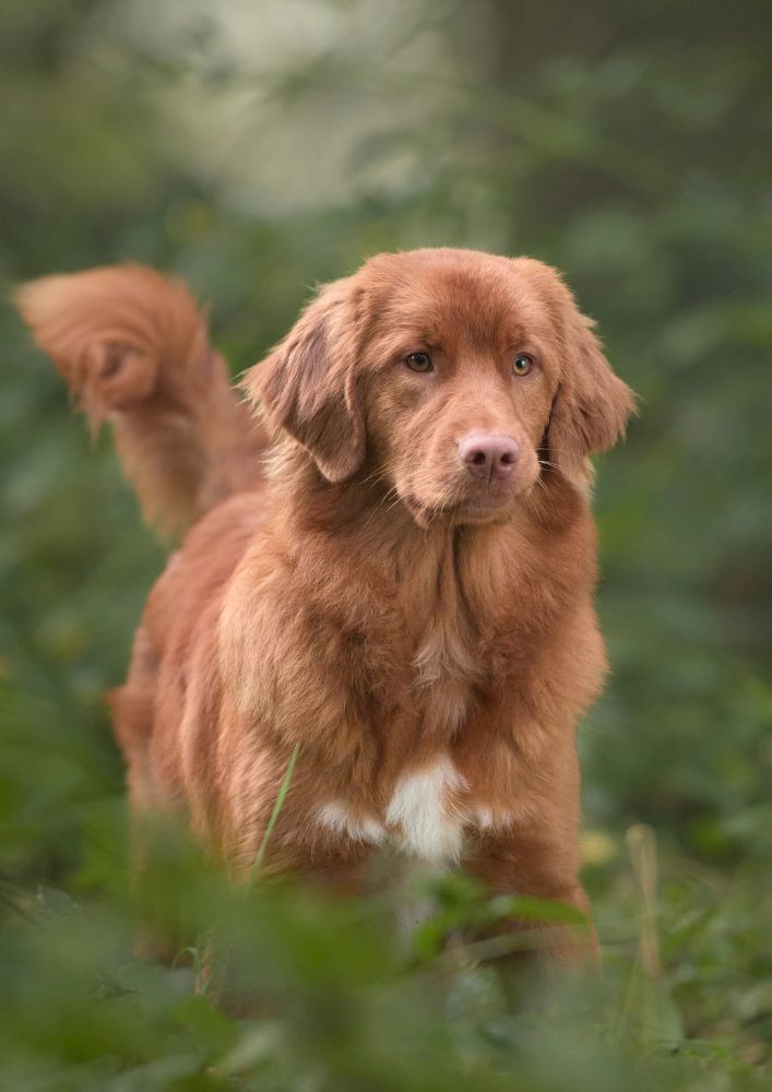 Read more about the article Nova Scotia Duck Tolling Retriever