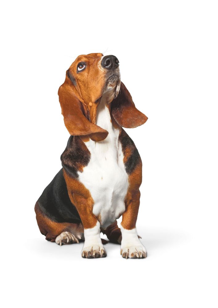 Read more about the article Basset Hound