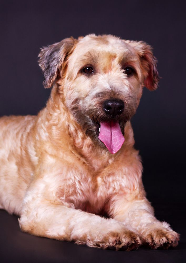 Read more about the article Irish Soft Coated Wheaten Terrier