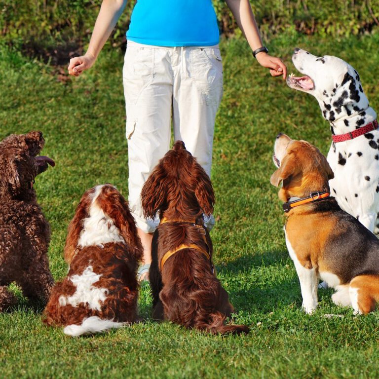 Read more about the article The Benefits of Positive Reinforcement Training