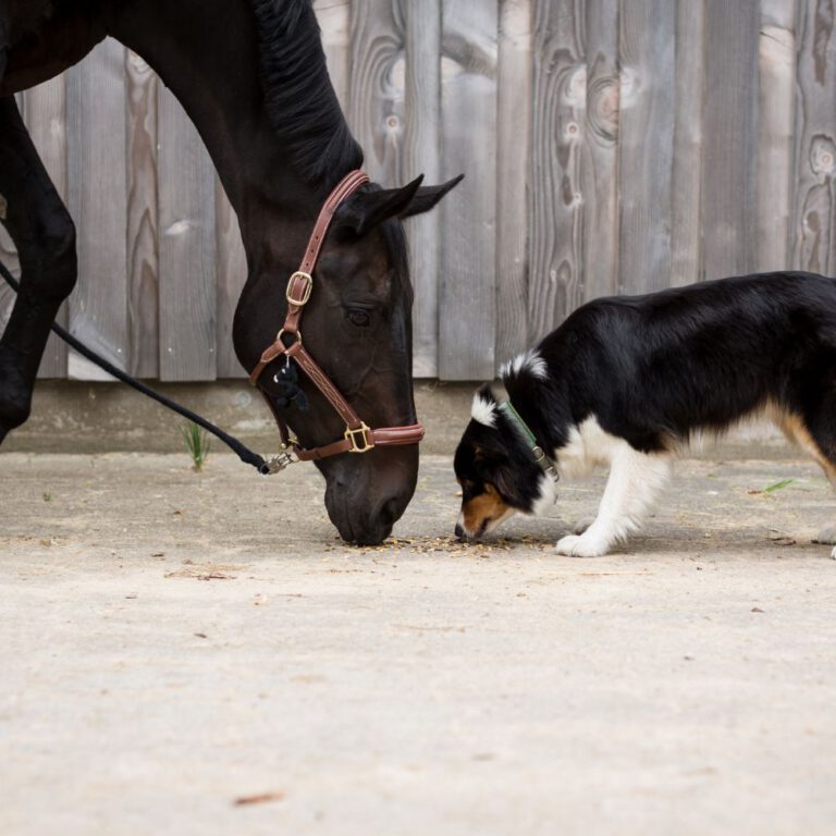 Read more about the article Socialization and Introducing Dogs to New Environments or Other Pets